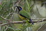 Image. Orangebauch-Blattvogel