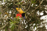 Image. Orangebauch-Blattvogel