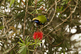 Image. Orangebauch-Blattvogel