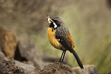 Image. Orangebrust-Felsenspringer