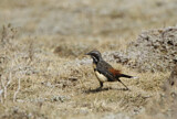 Image. Orangebrust-Felsenspringer