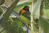 Image. Orangebrustkotinga