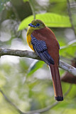 Image. Orangebrusttrogon