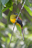 Image. Orangebrusttrogon