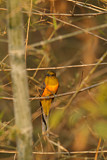Image. Orangebrusttrogon