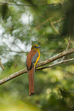 Image. Orangebrusttrogon