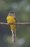 Image. Orangebrusttrogon