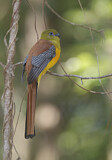 Image. Orangebrusttrogon