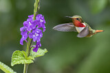 Image. Orangekehlelfe
