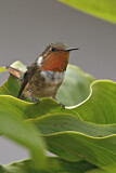 Image. Orangekehlelfe