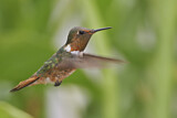 Image. Orangekehlelfe