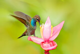 Image. Orangerachen-Andenkolibri