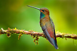 Image. Orangerachen-Andenkolibri