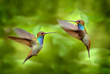 Image. Orangerachen-Andenkolibri
