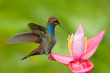 Image. Orangerachen-Andenkolibri