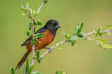 Image. Orchard Oriole