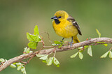 Image. Orchard Oriole