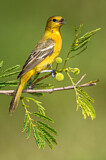 Image. Orchard Oriole