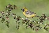 Image. Orchard Oriole