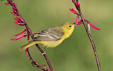 Image. Orchard Oriole