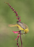 Image. Orchard Oriole