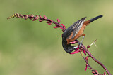 Image. Orchard Oriole