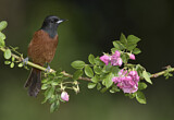 Image. Orchard Oriole
