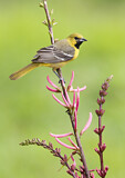 Image. Orchard Oriole