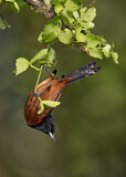 Image. Orchard Oriole
