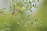 Image. Orchard Oriole