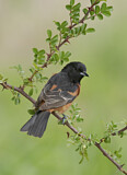 Image. Orchard Oriole