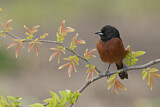 Image. Orchard Oriole