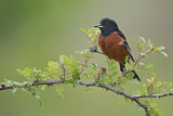 Image. Orchard Oriole