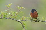 Image. Orchard Oriole