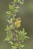 Image. Orchard Oriole