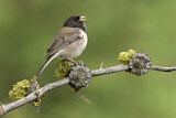 Image. Oregon Junco