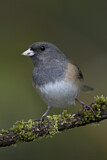 Image. Oregon Junco