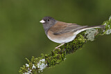 Image. Oregon Junco
