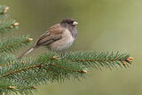 Image. Oregon Junco