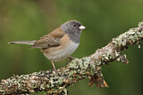 Image. Oregon Junco