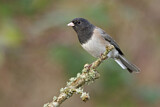 Image. Oregon Junco