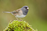 Image. Oregon Junco