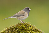 Image. Oregon Junco