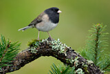 Image. Oregon Junco