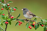 Image. Oregon Junco