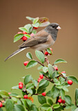 Image. Oregon Junco