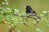 Image. Oregon Junco
