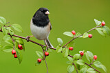 Image. Oregon Junco