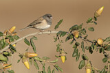 Image. Oregon Junco
