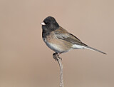 Image. Oregon Junco